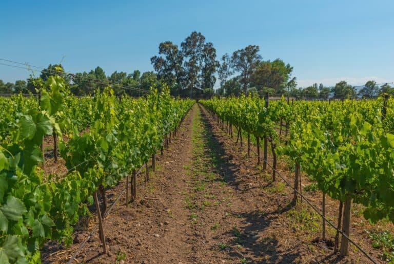 Dégustation de vin dans la vallée Isla de Maipo