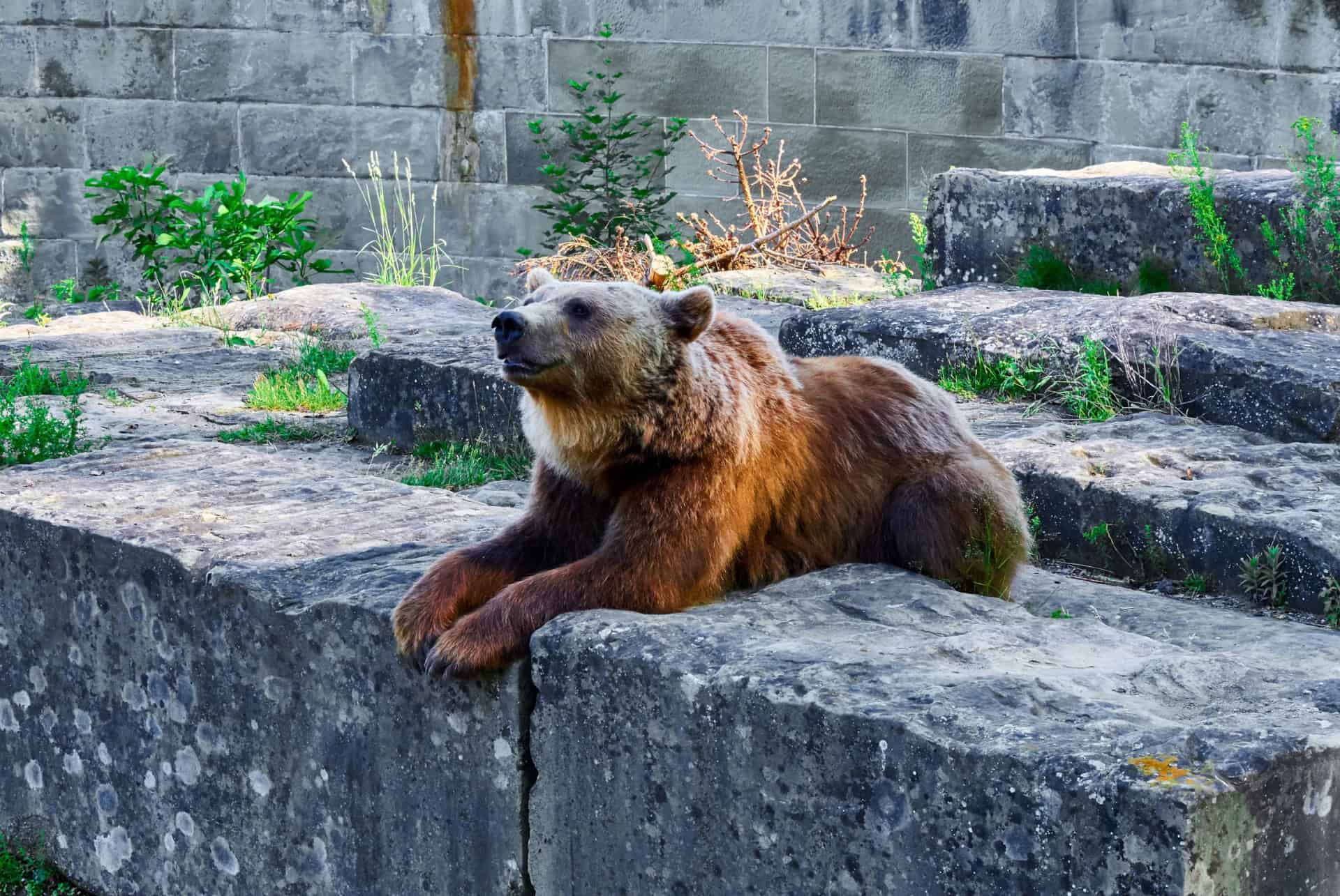 parc des ours