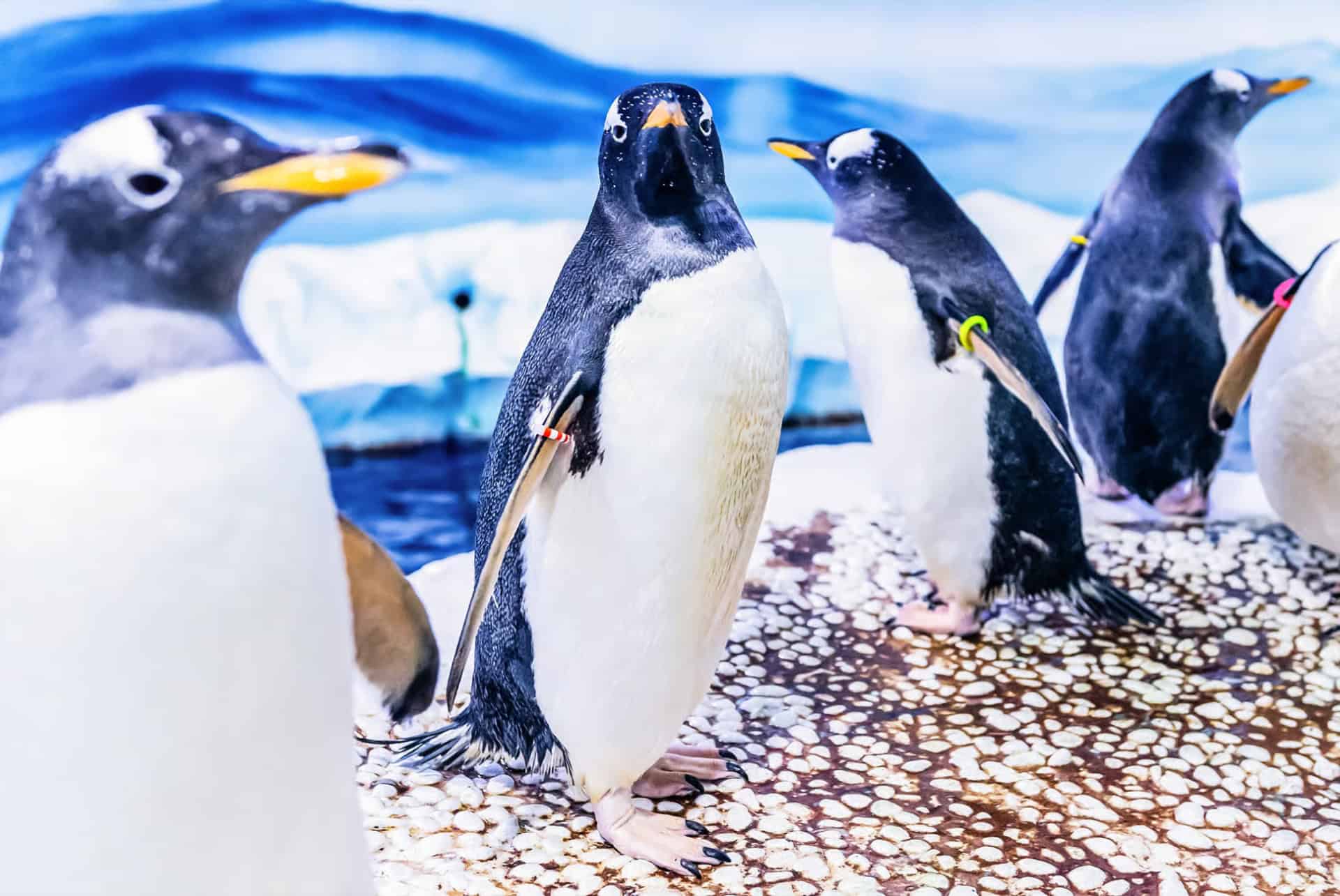 pingouins au aquarium sea life de londres en octobre