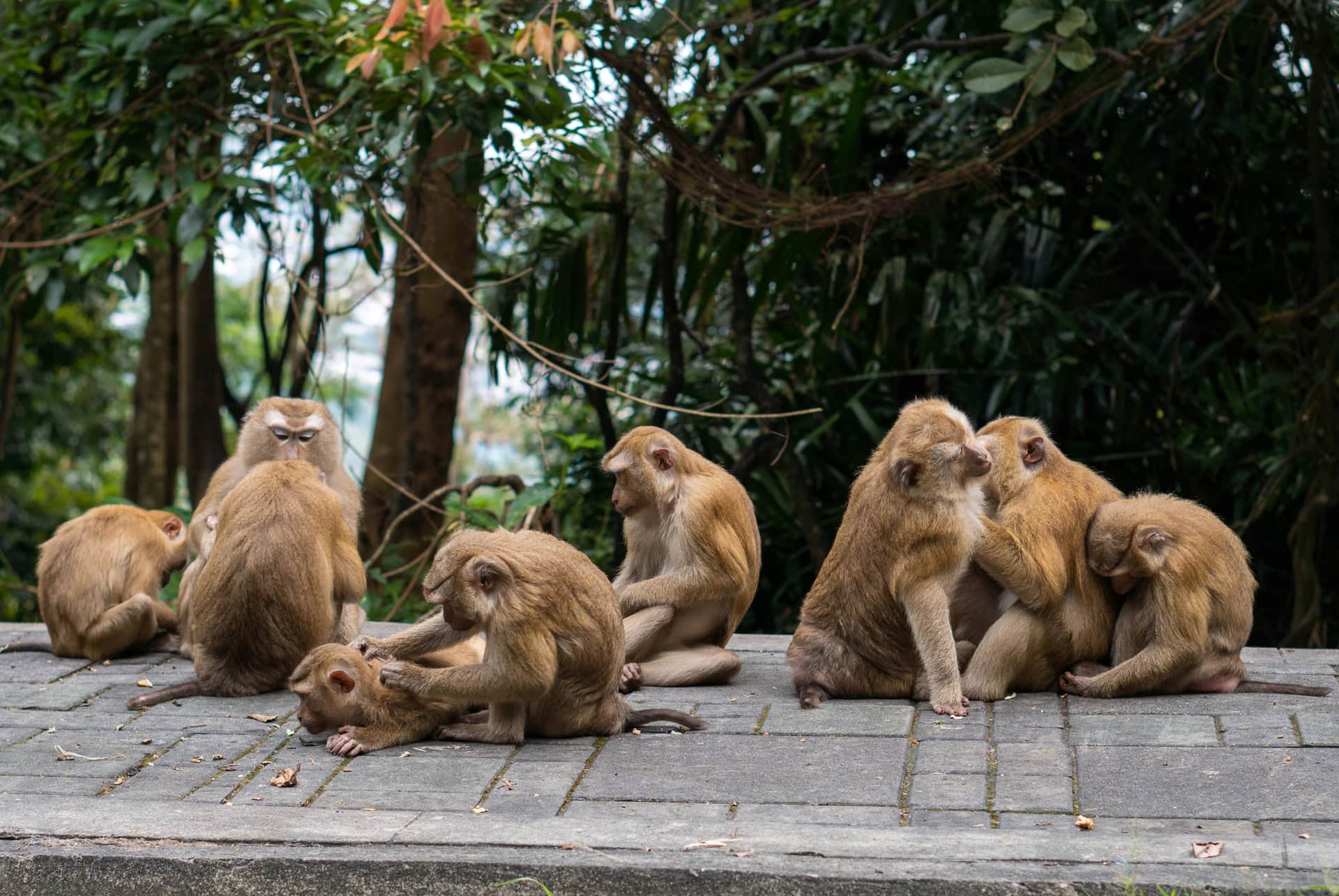 que faire a phuket monkey hill