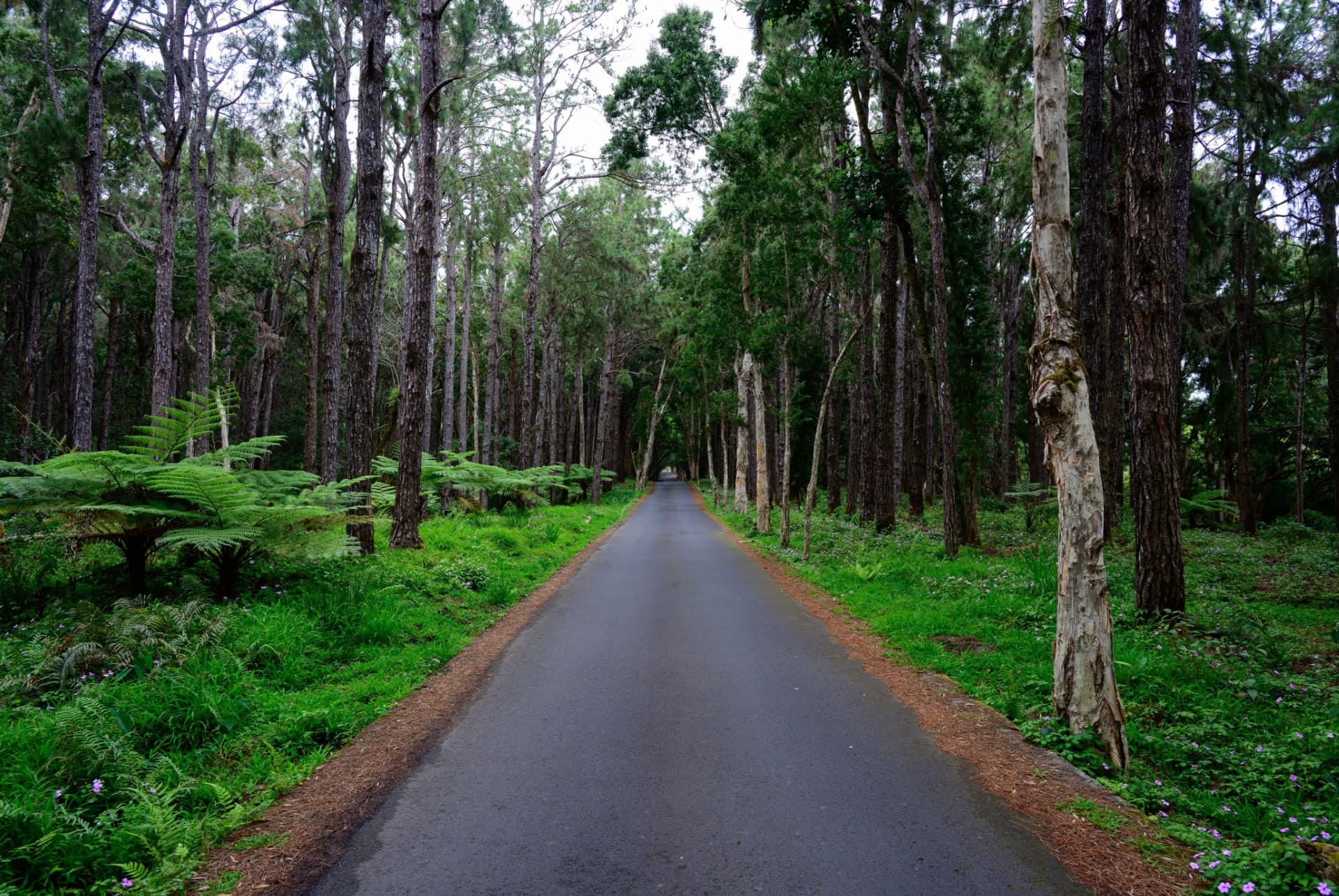 route road trip ile maurice