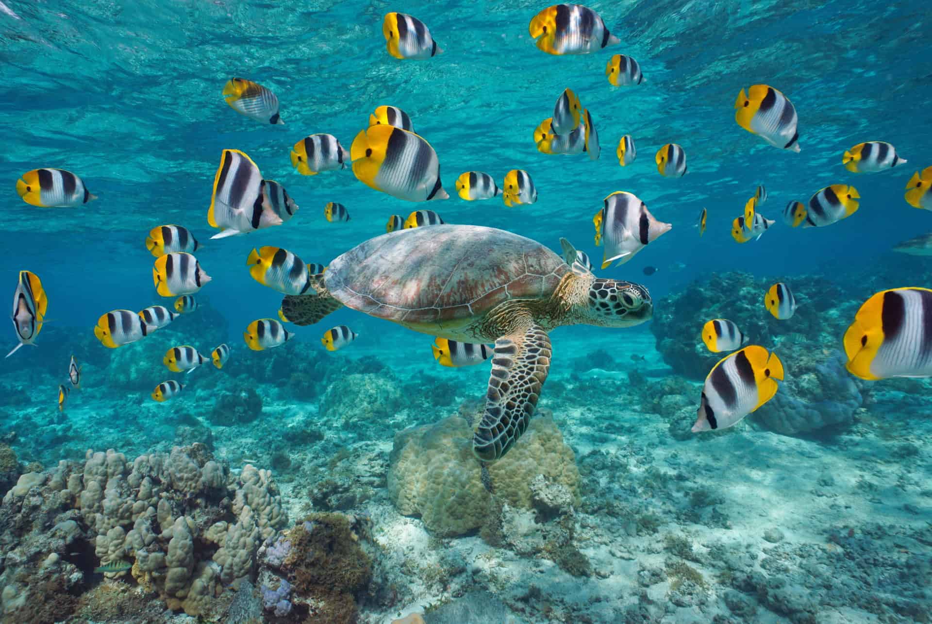 tortue nageant dans les eaux de la polynesie