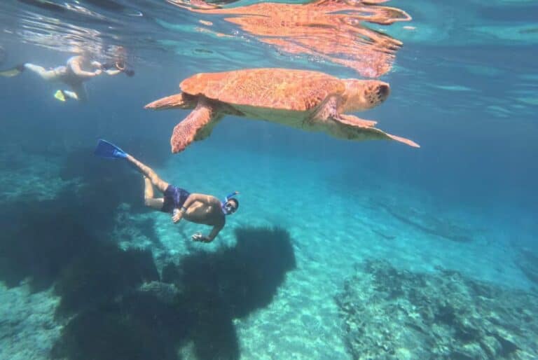 Scooter de mer, snorkeling et observation des tortues