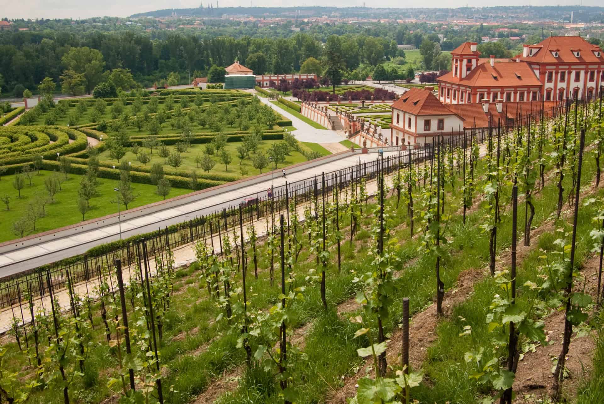 vigne a prague