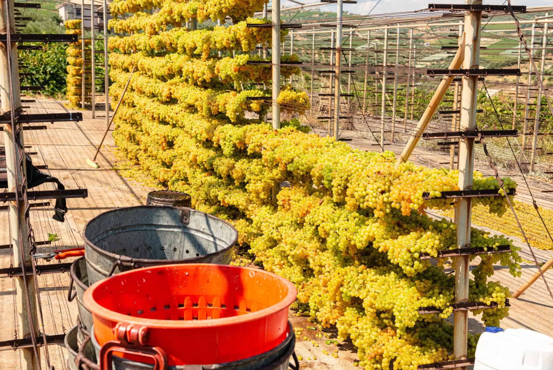 vignes archanes