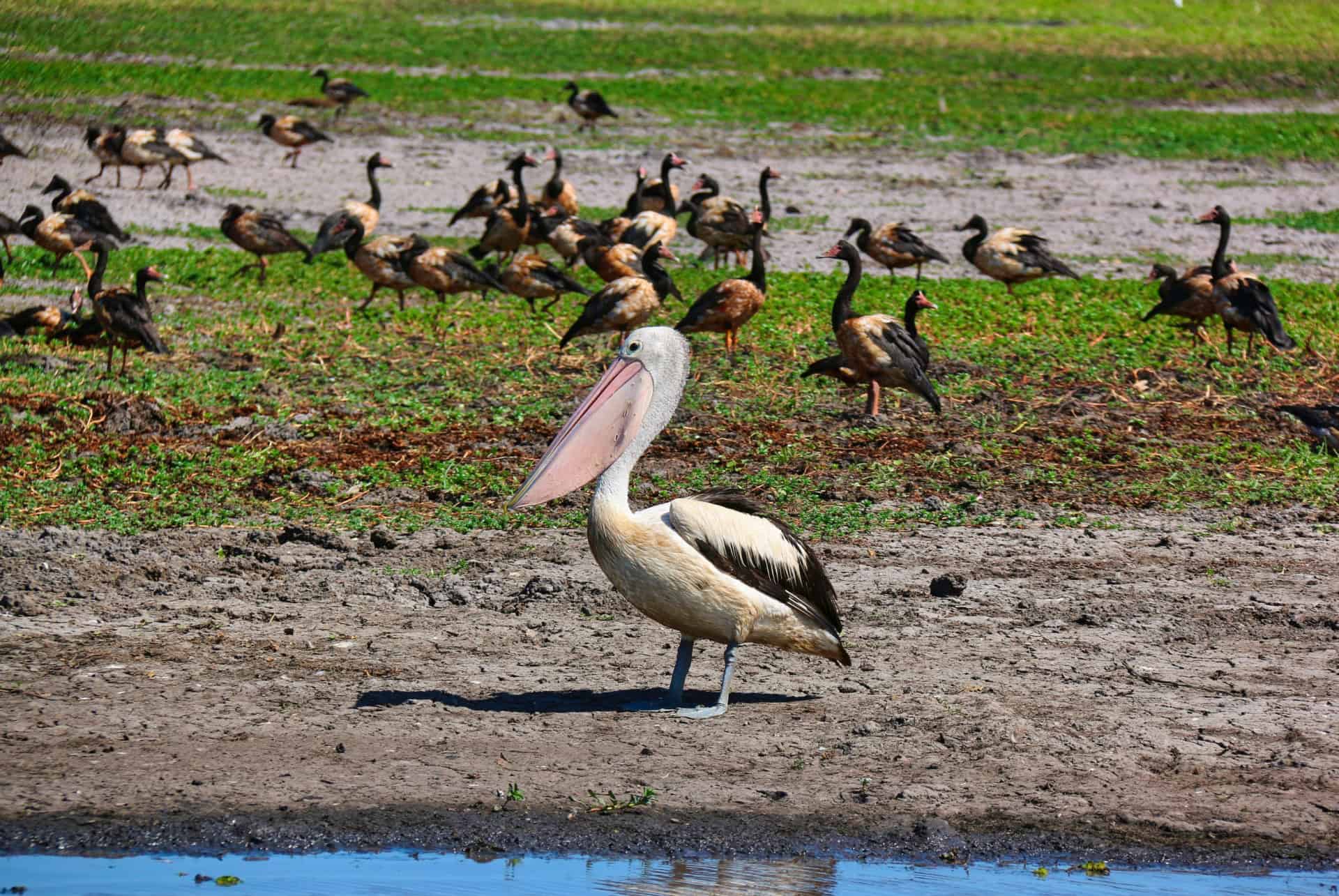 animaux kakadu