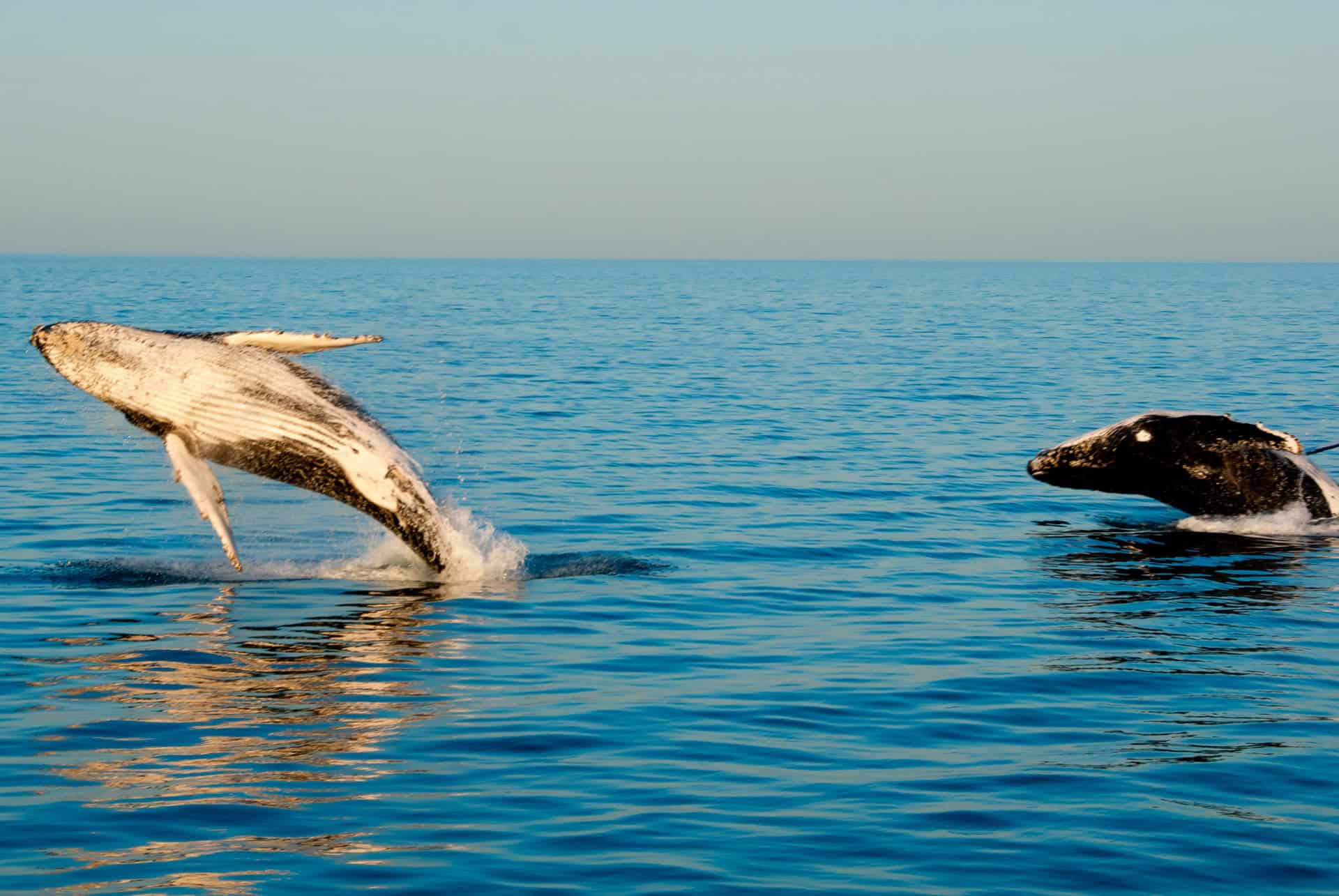 baleine a bosse exmouth