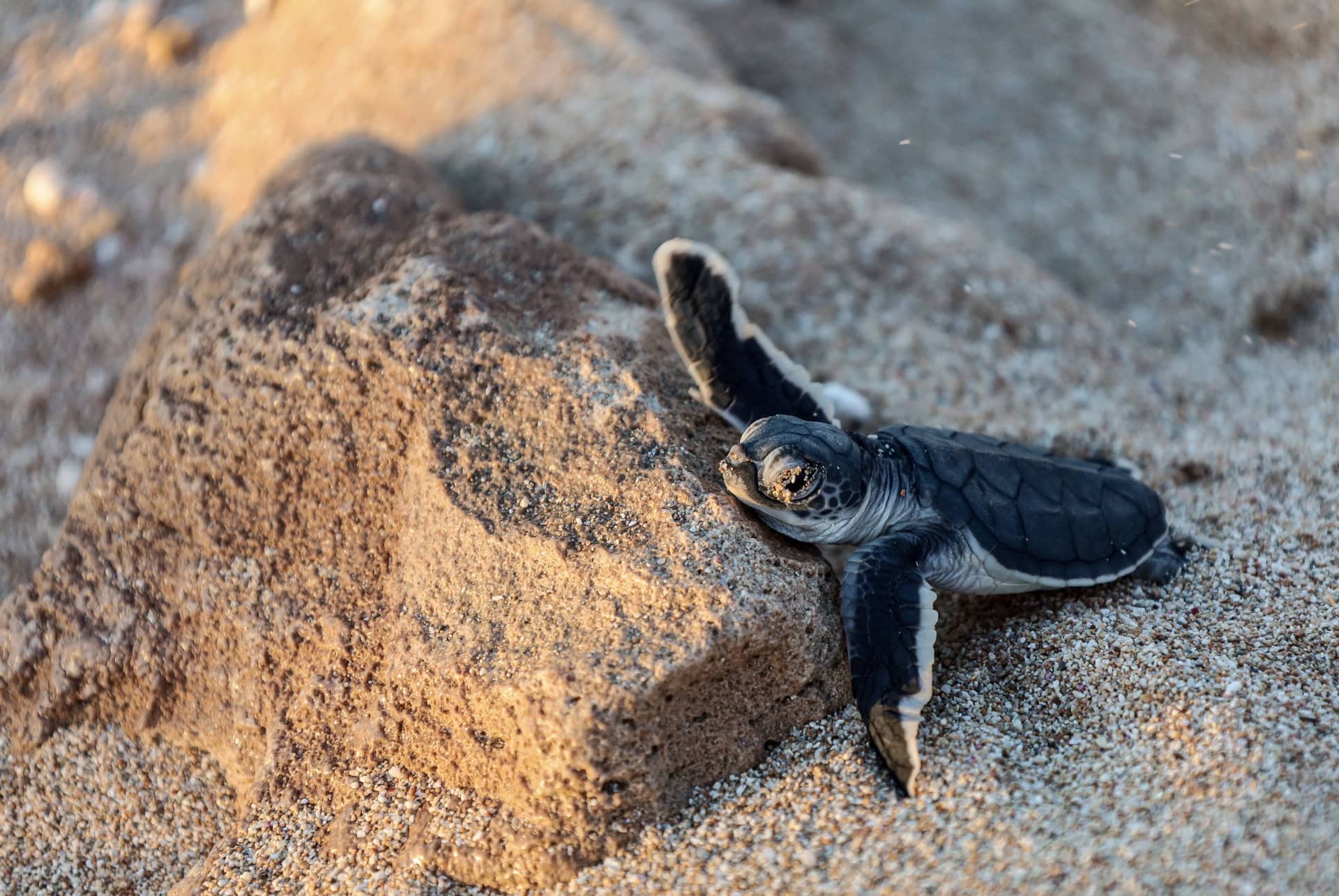 bebe tortue exmouth