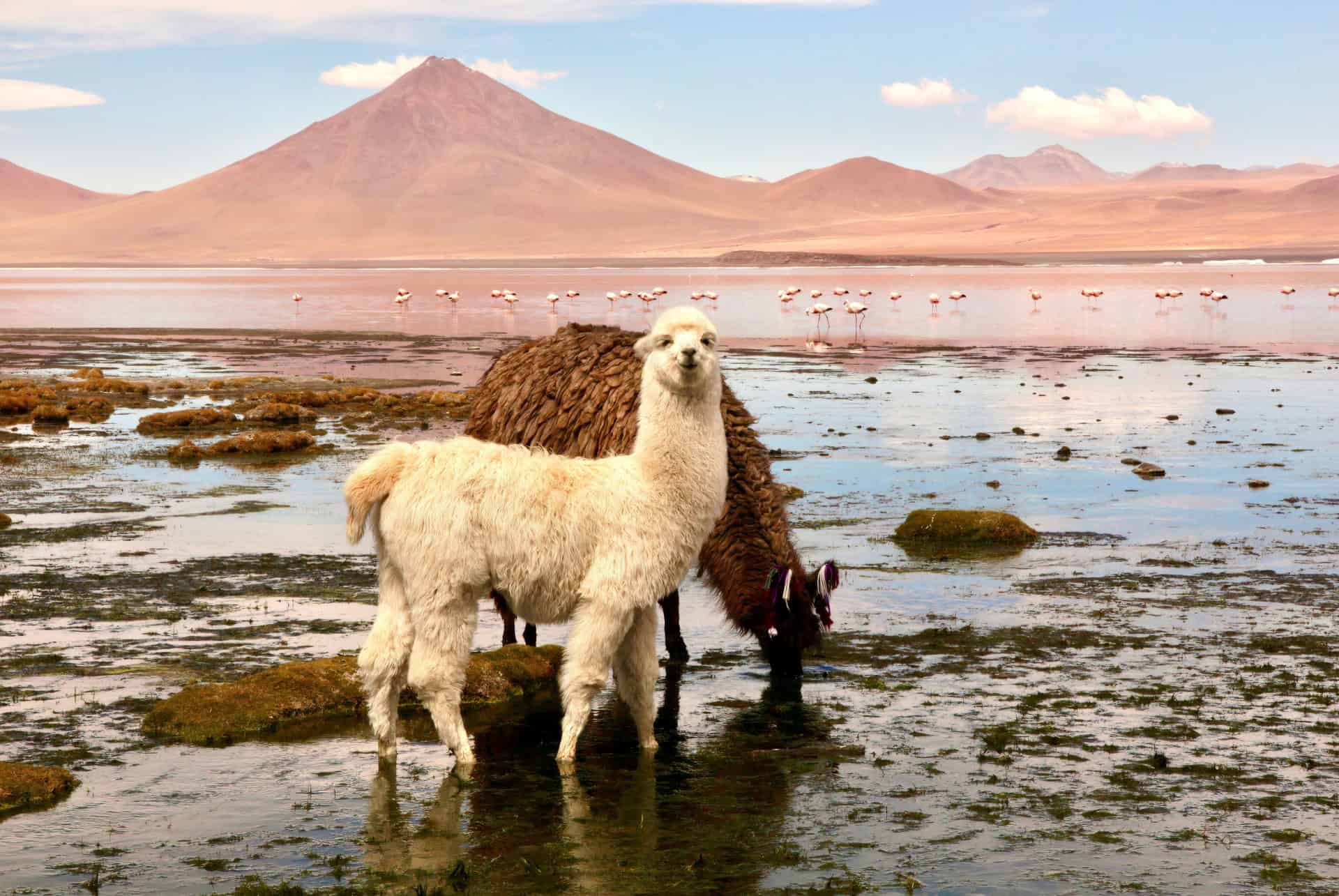 bien choisir quand partir en bolivie