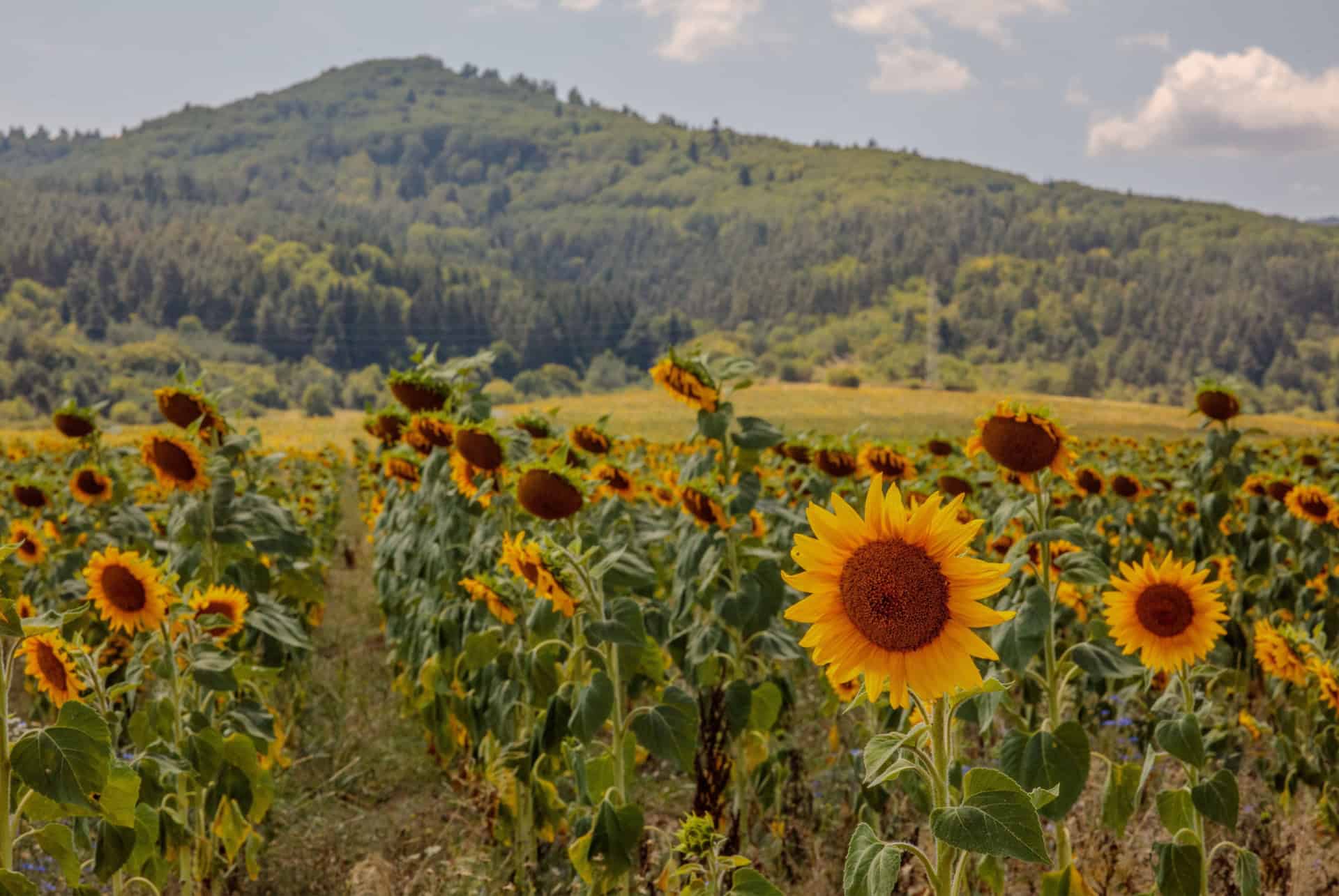 bulgarie en ete bulgarie en ete
