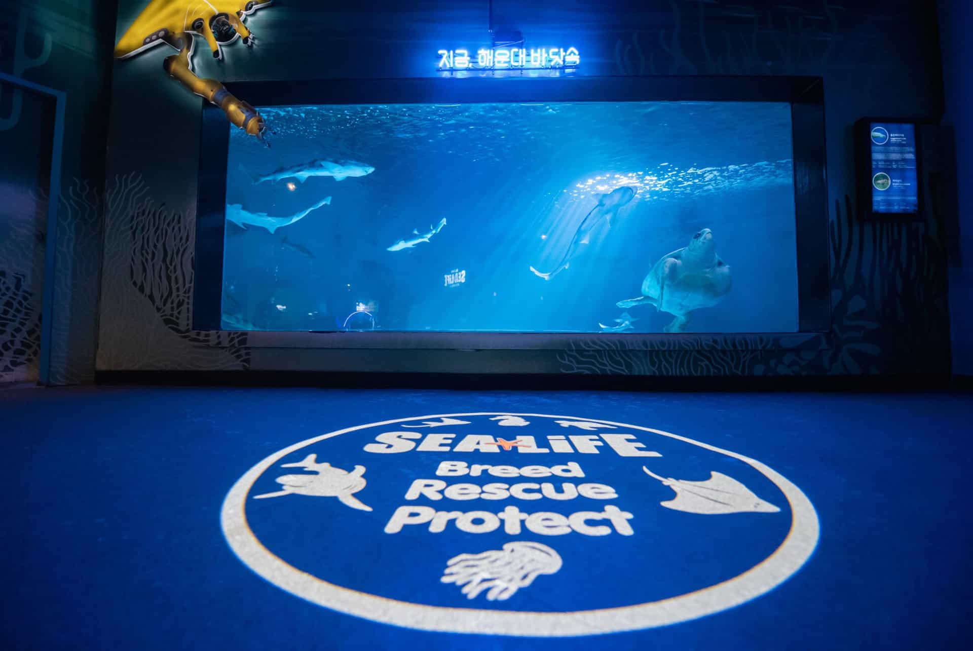 busan aquarium sea life