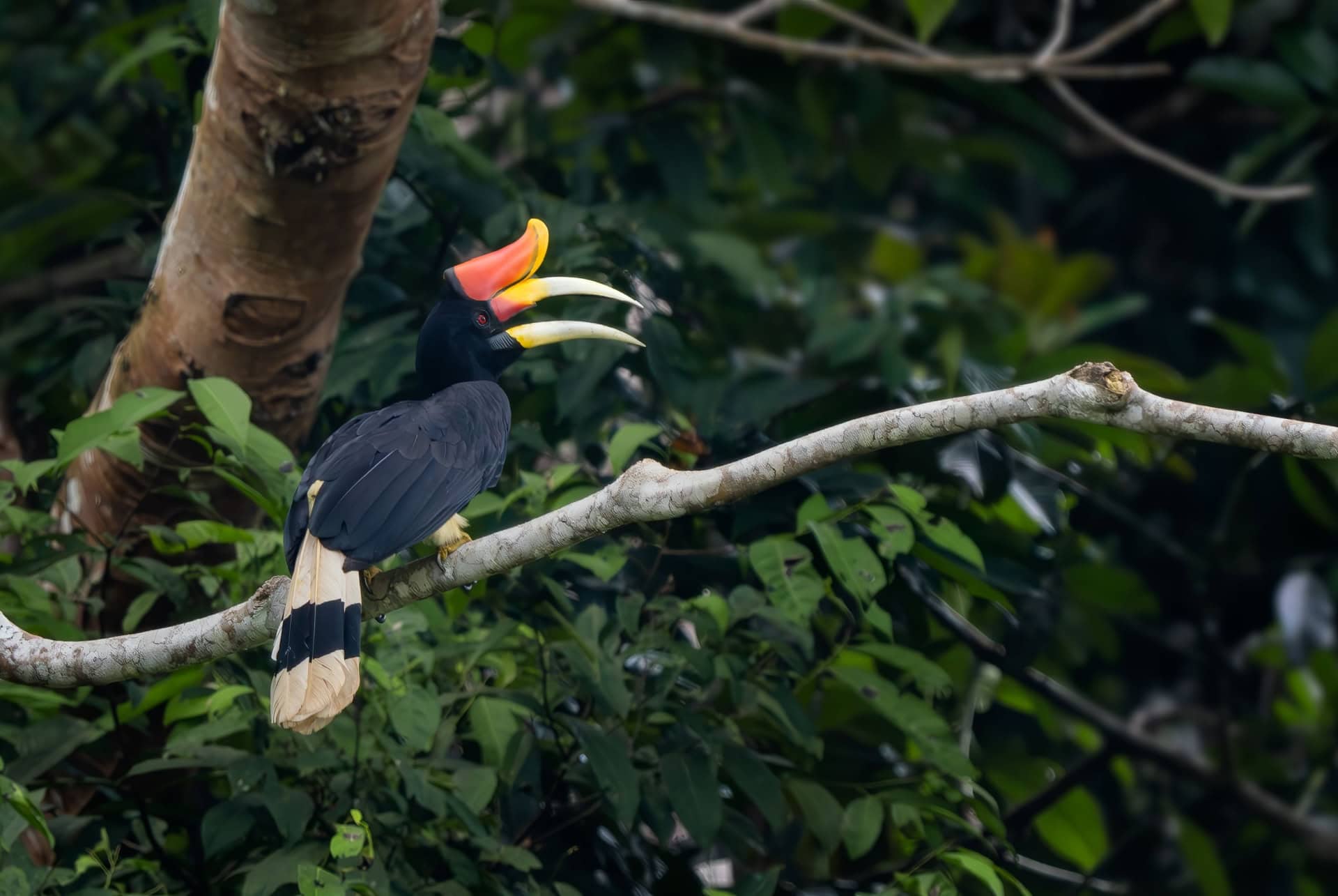 calaos malaisie sanctuaire kinabatangan