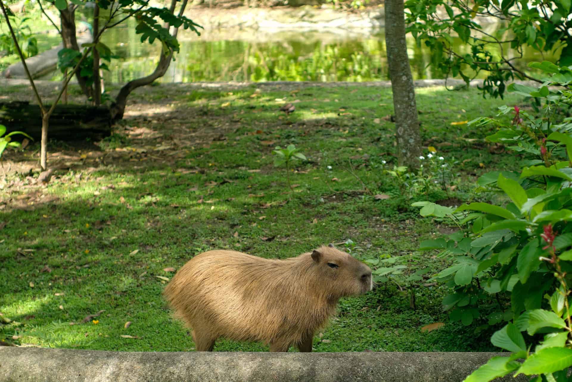 capybara jardin botanique medellin capybara jardin botanique medellin