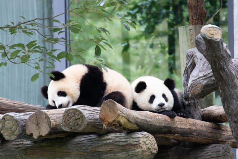 Billet pour le Chengdu Panda Base