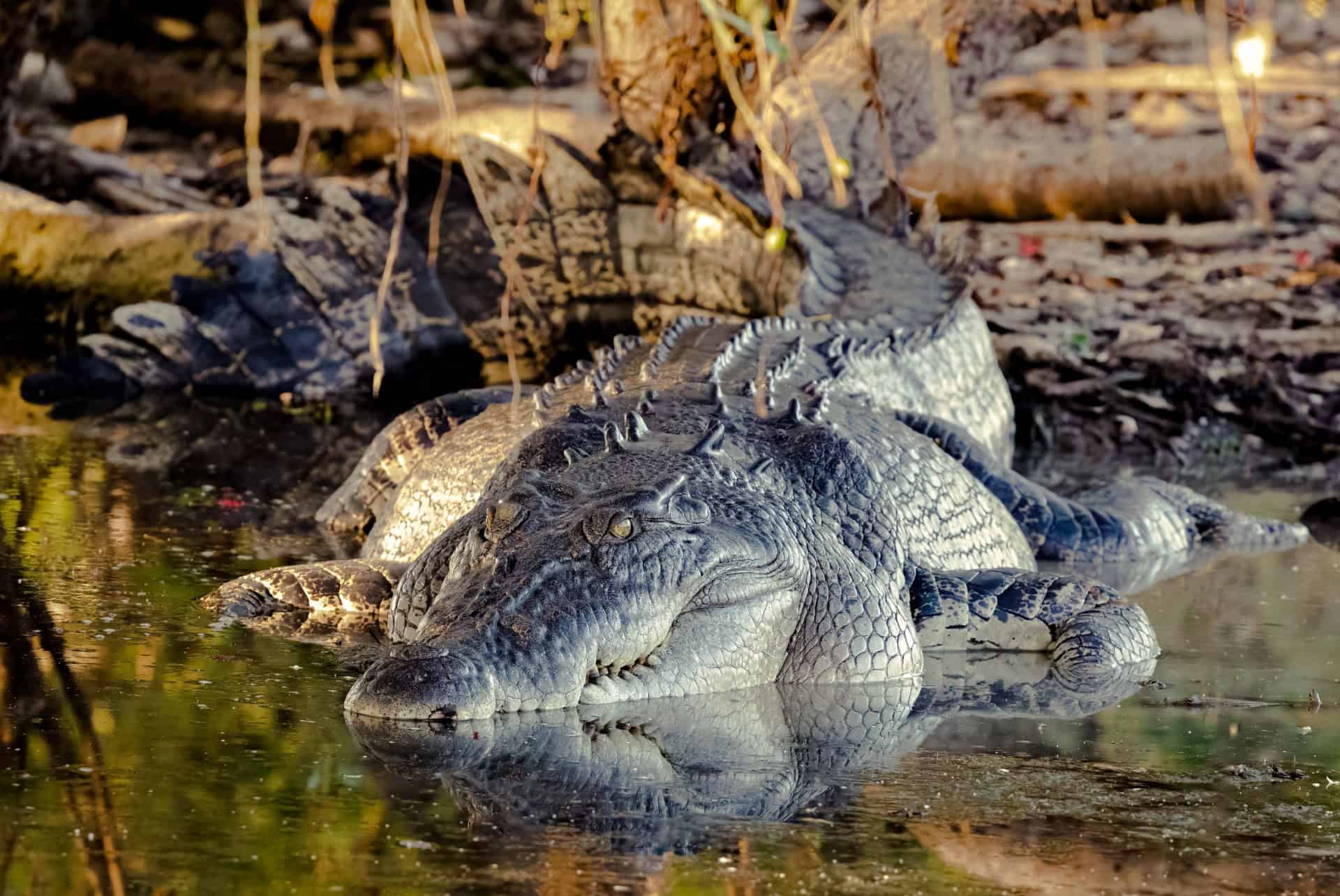 crocodile kakadu