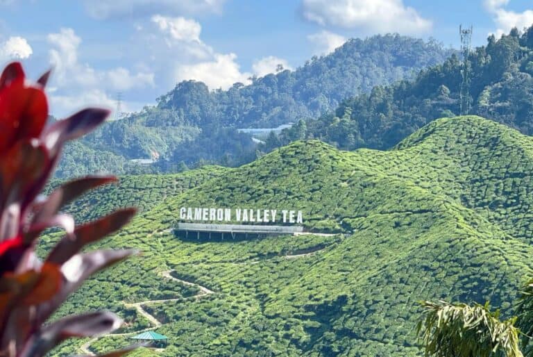 Excursion d'une journée dans les Cameron Highlands
