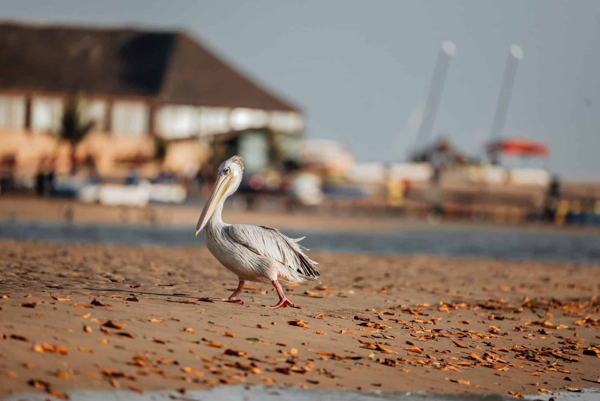 lagon somone que faire au senegal lagon somone que faire au senegal