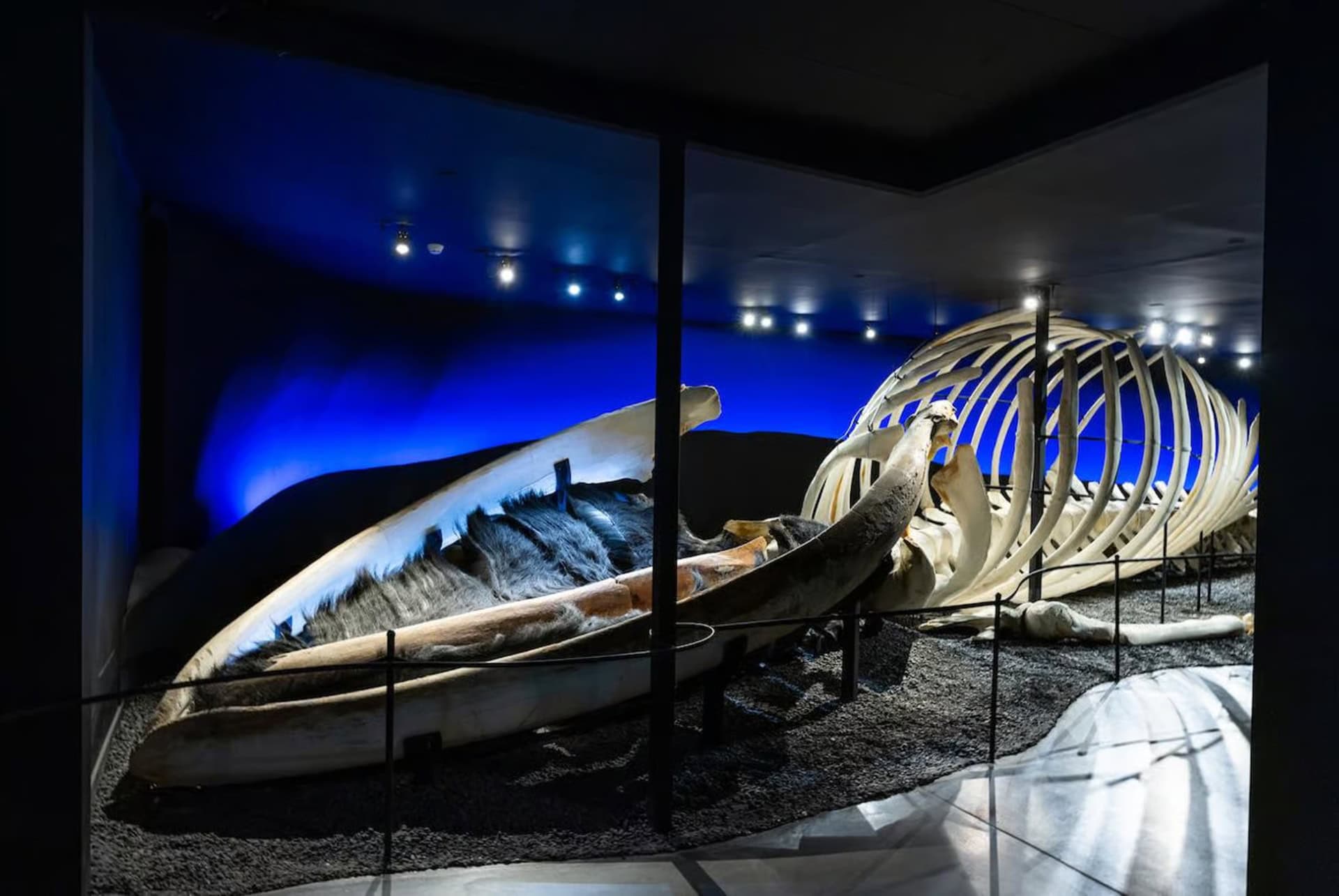musee des baleines husavik