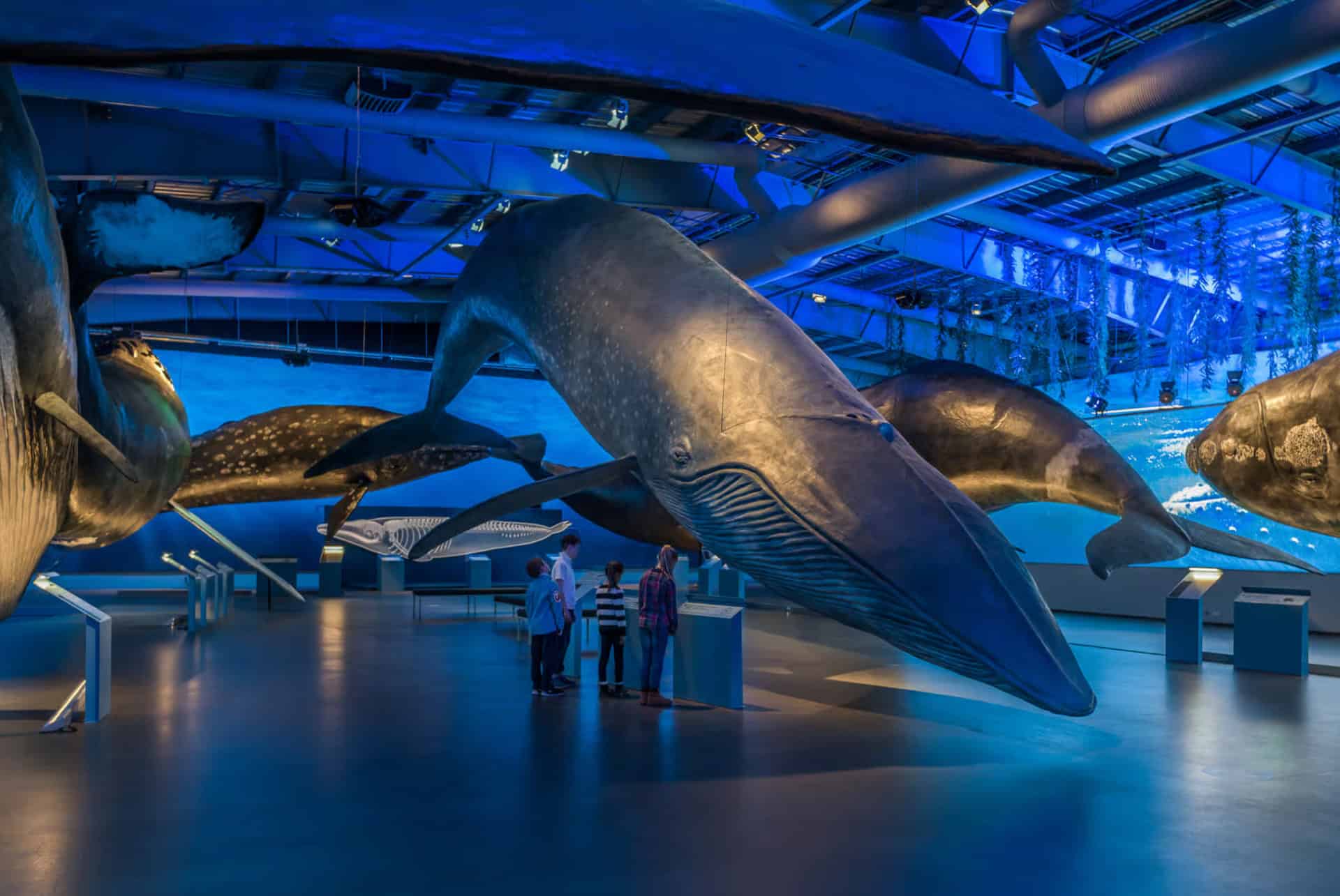 musee des baleines que faire a reykjavik