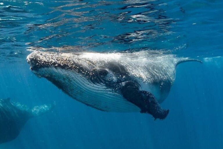 Nager avec les baleines à Ningaloo Reef