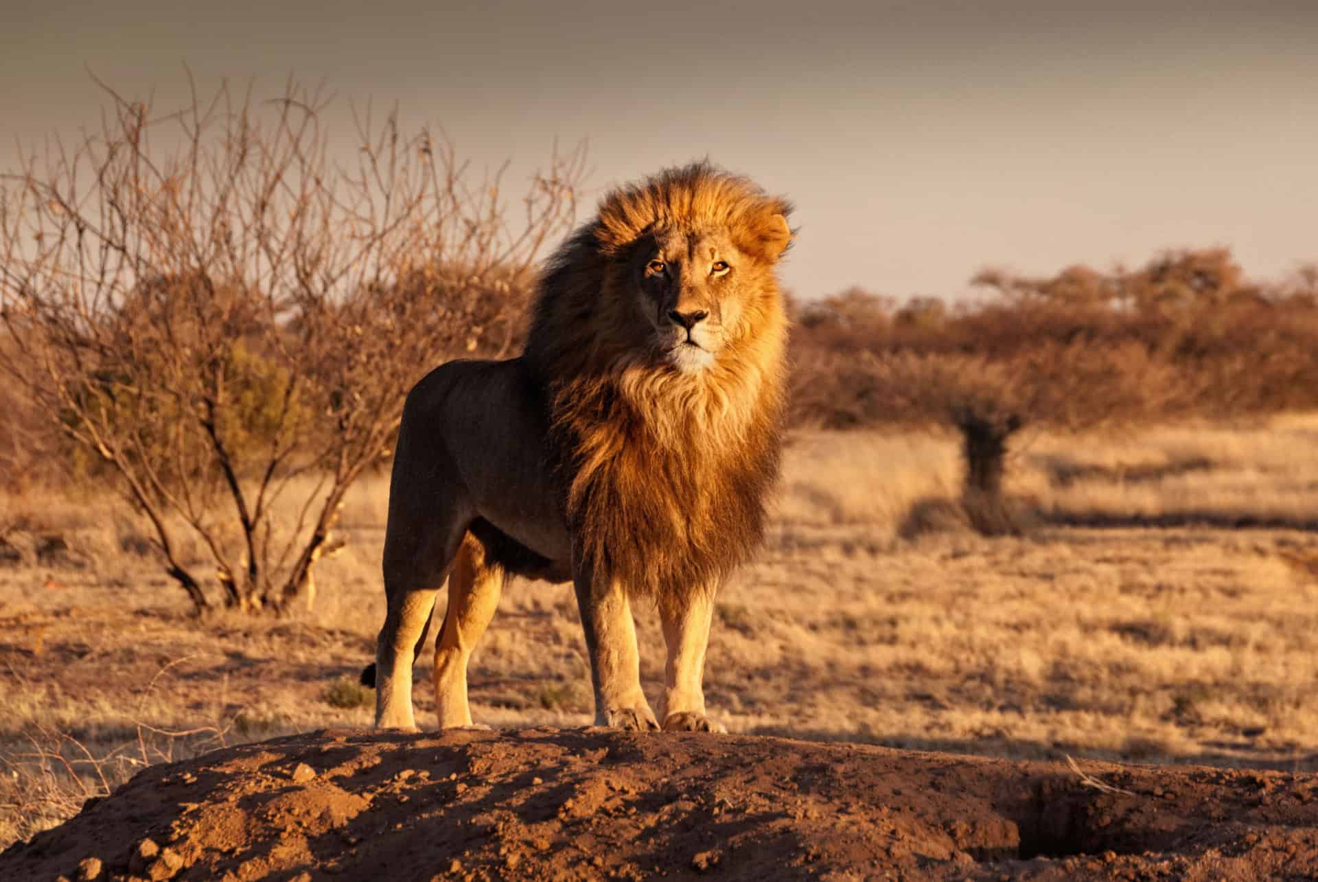 namibie safari