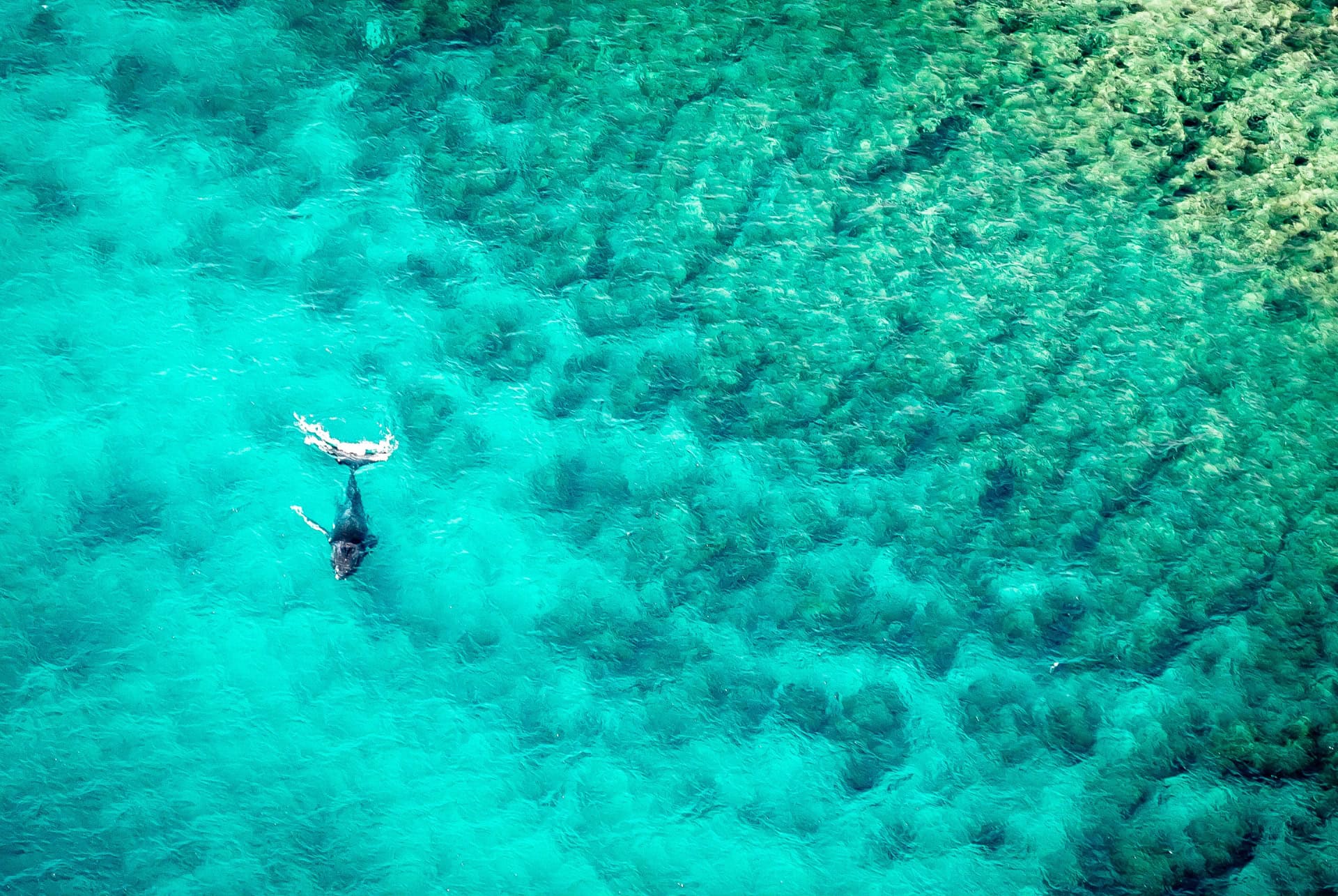 ningaloo reef australie