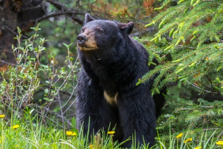 Observation de la faune en soirée ou en matinée