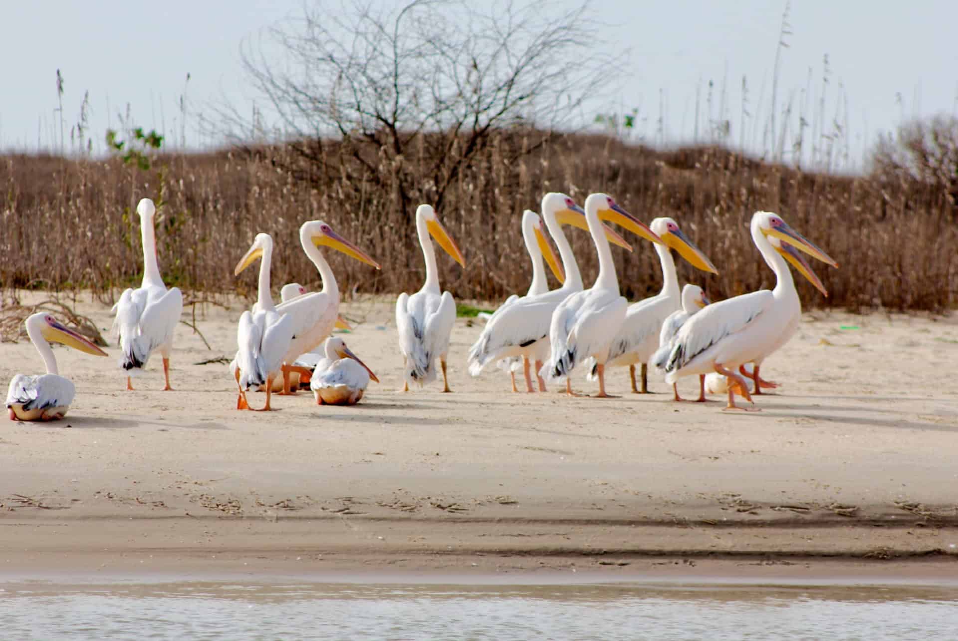 parc national de la langue de barbarie parc national de la langue de barbarie