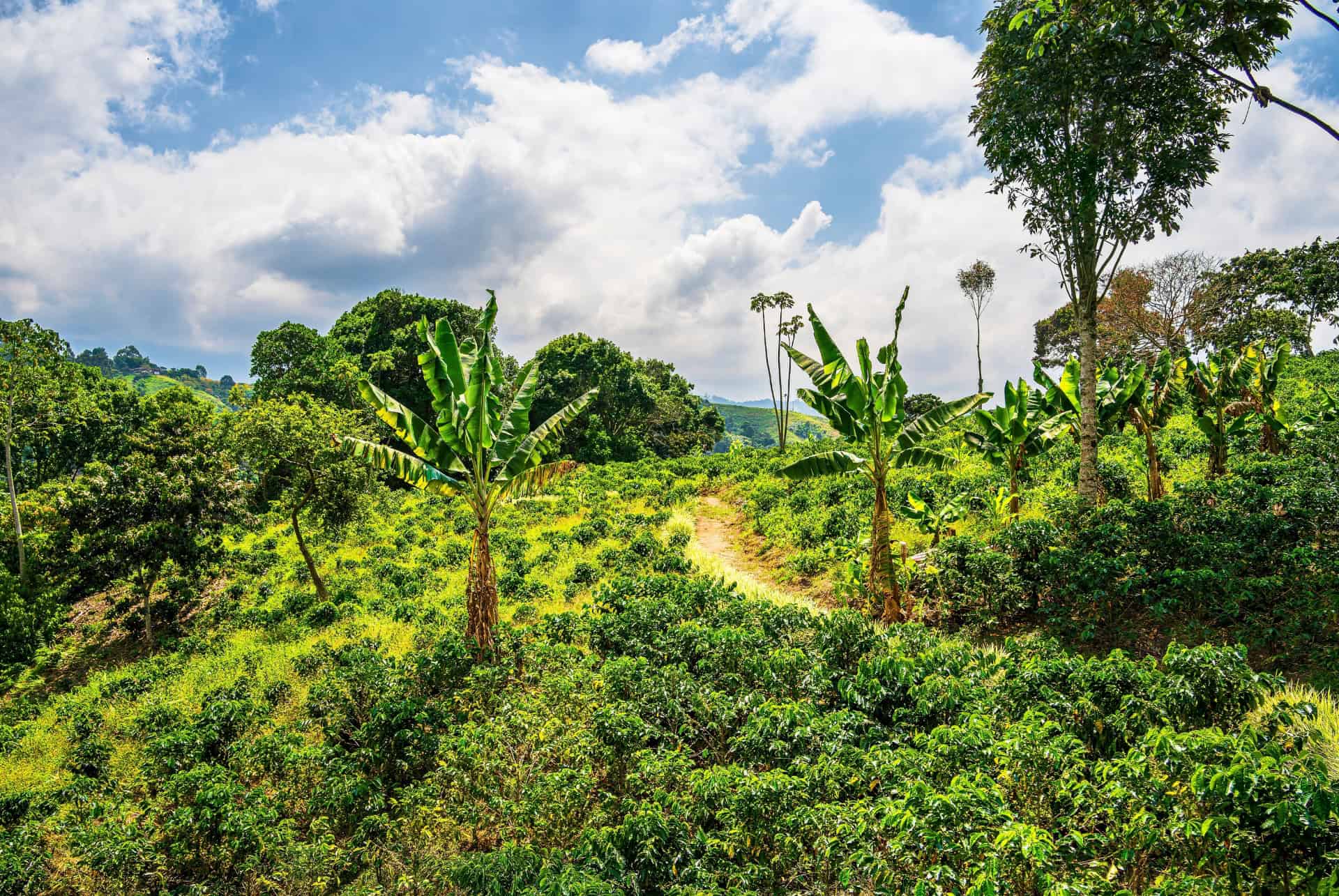 plantations de cafe en colombie