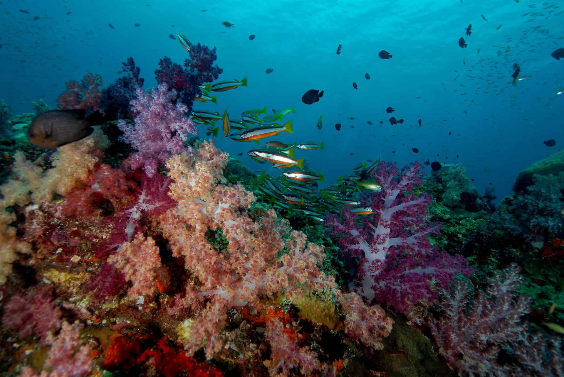 poissons ile redang malaisie