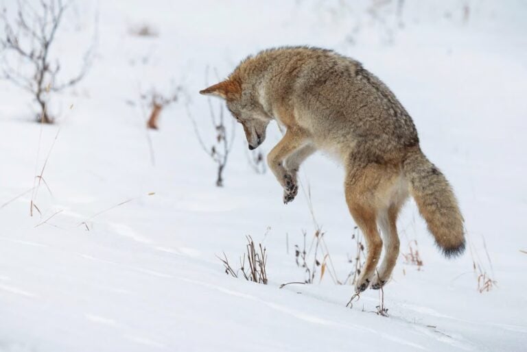 Randonnée hivernale en pleine nature