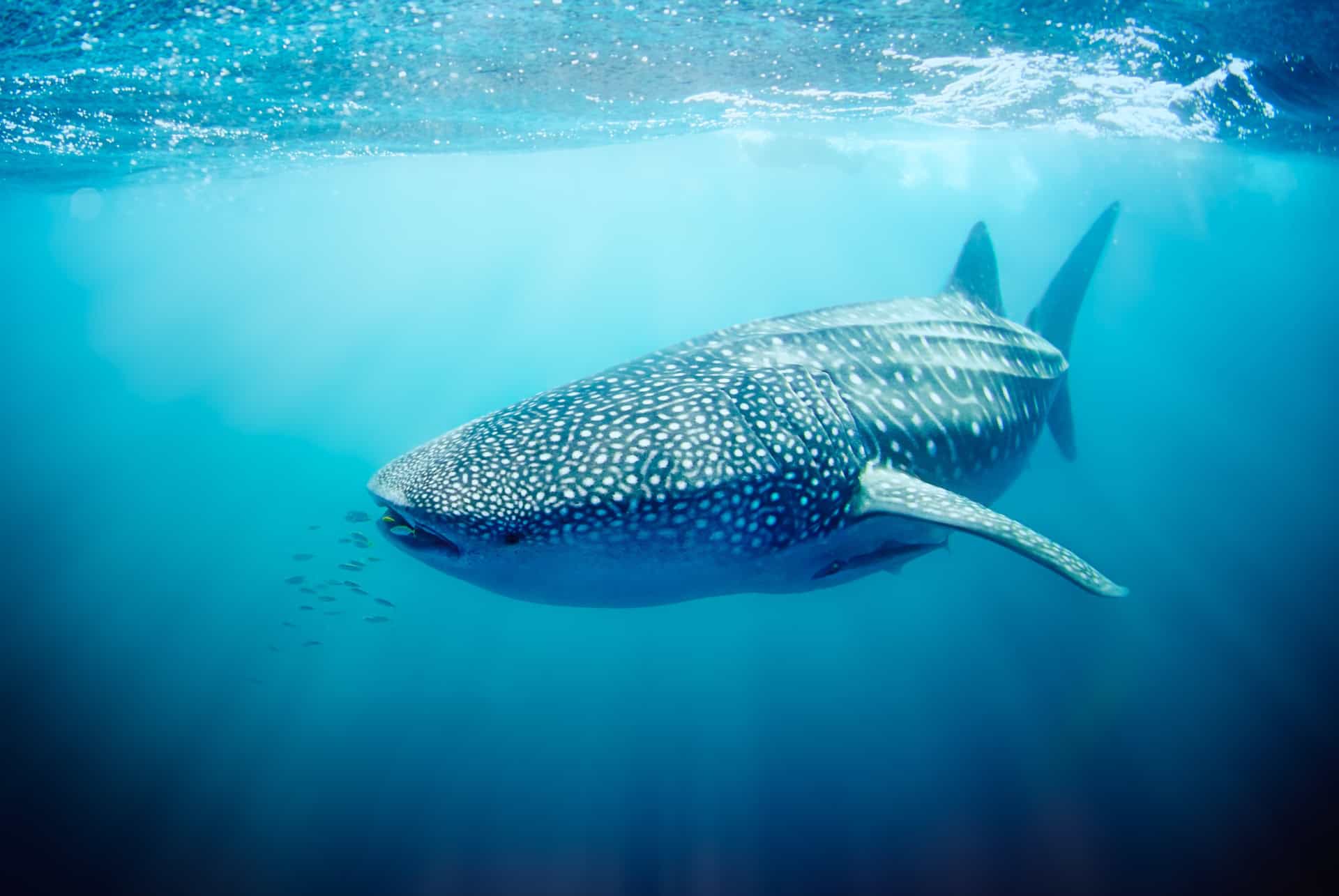 requin baleine exmouth