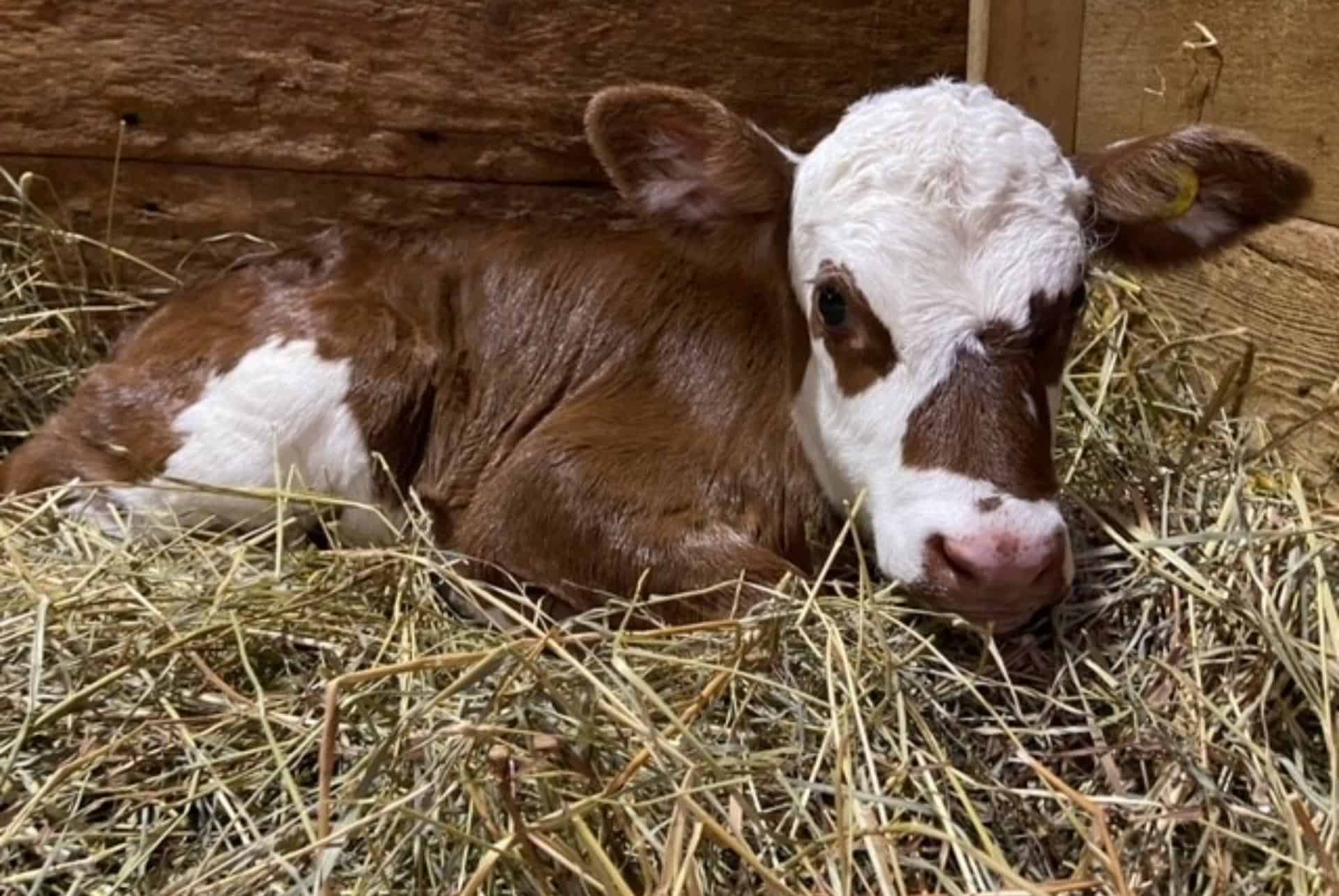 riverdale farm