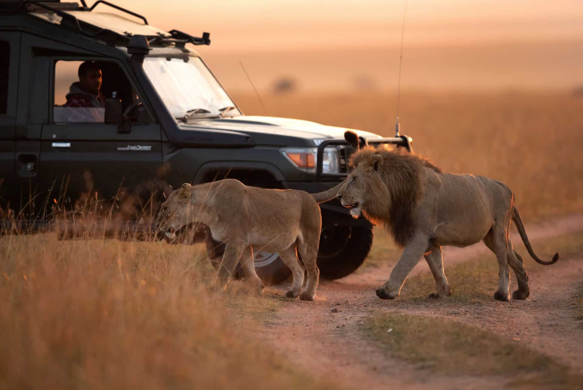 safari au masai mara