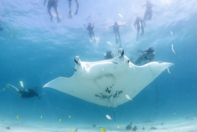 Safari écologique marin à Coral Bay
