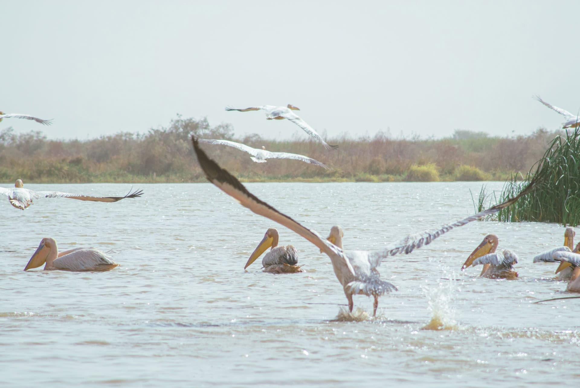 senegal parc national djoudj senegal parc national djoudj