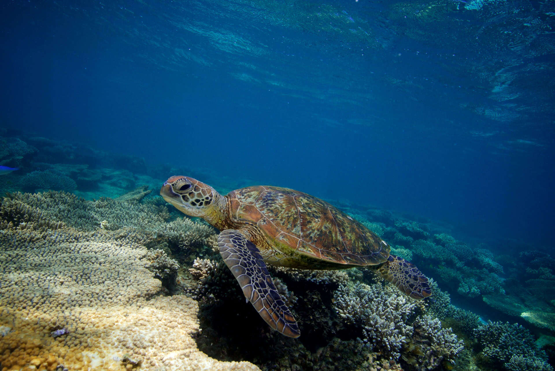 tortue exmouth