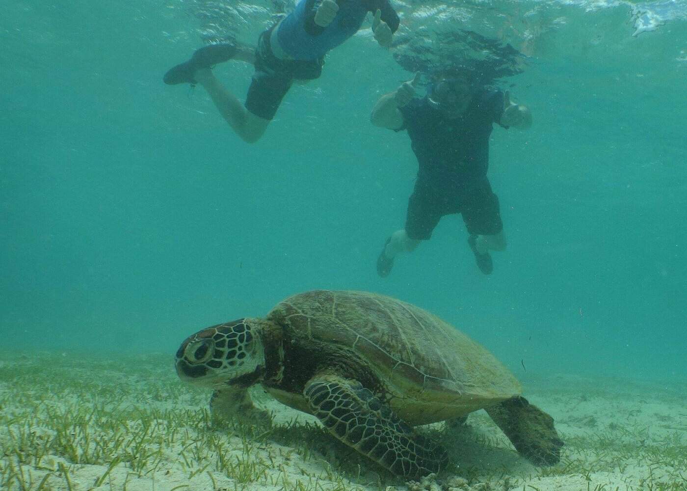 tortue ilot signal