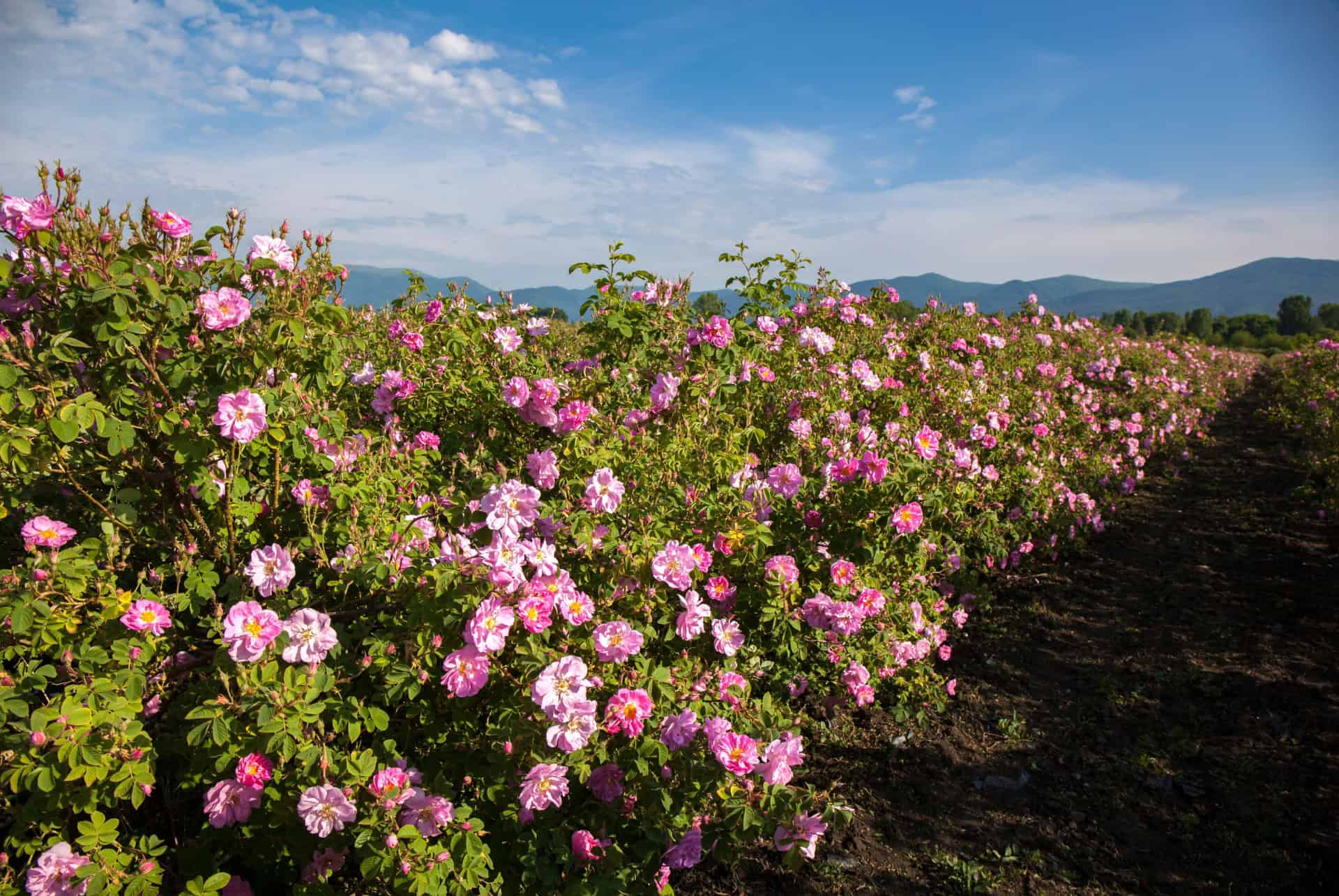 vallee rose que faire bulgarie