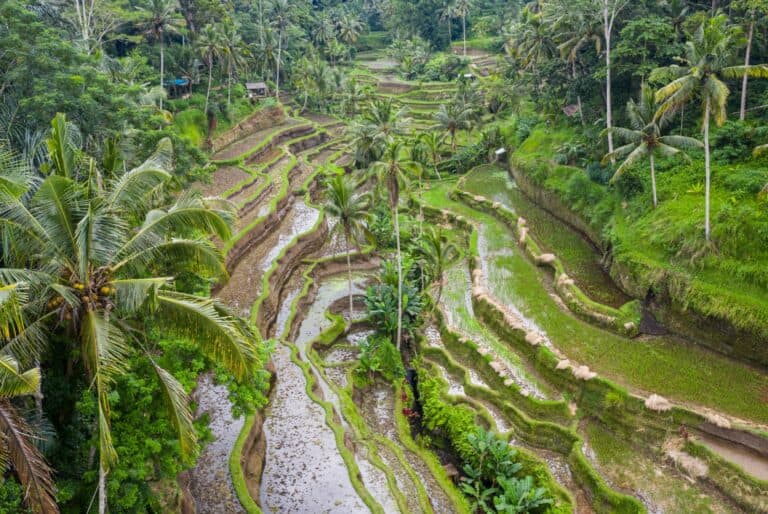 Visite d'Ubud tout compris 