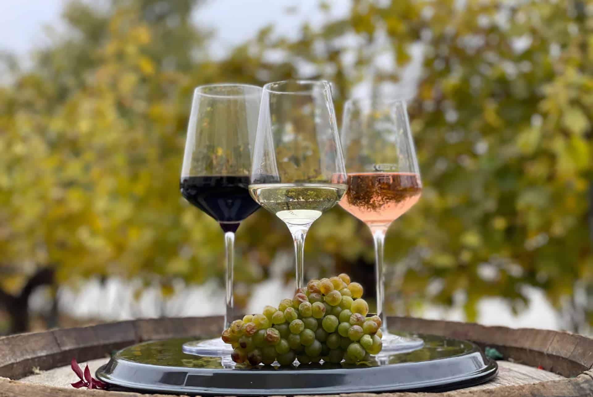 visite schonbrunn degustation vins