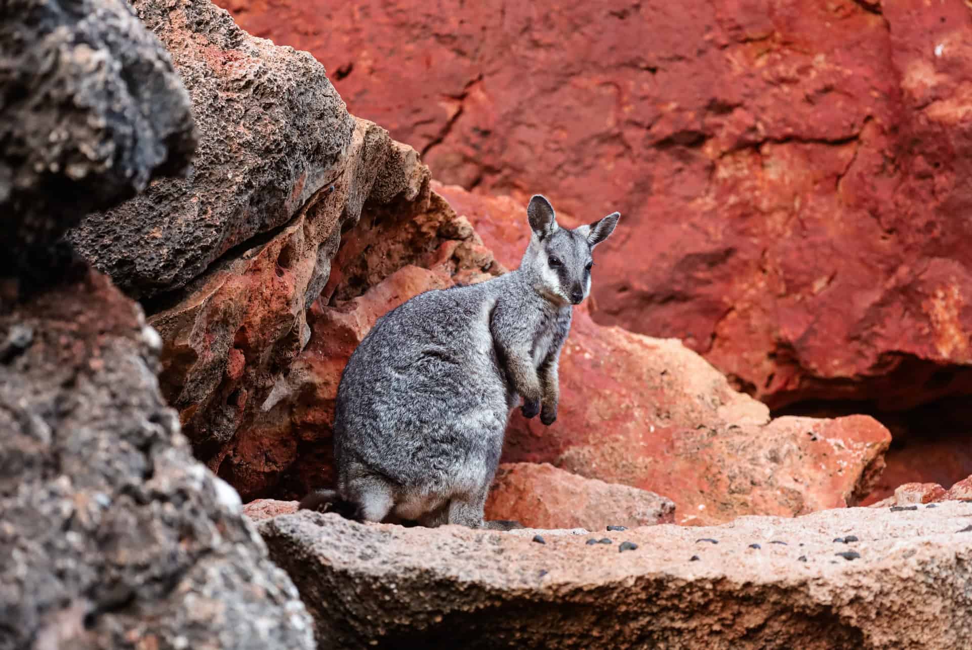 wallaby exmouth