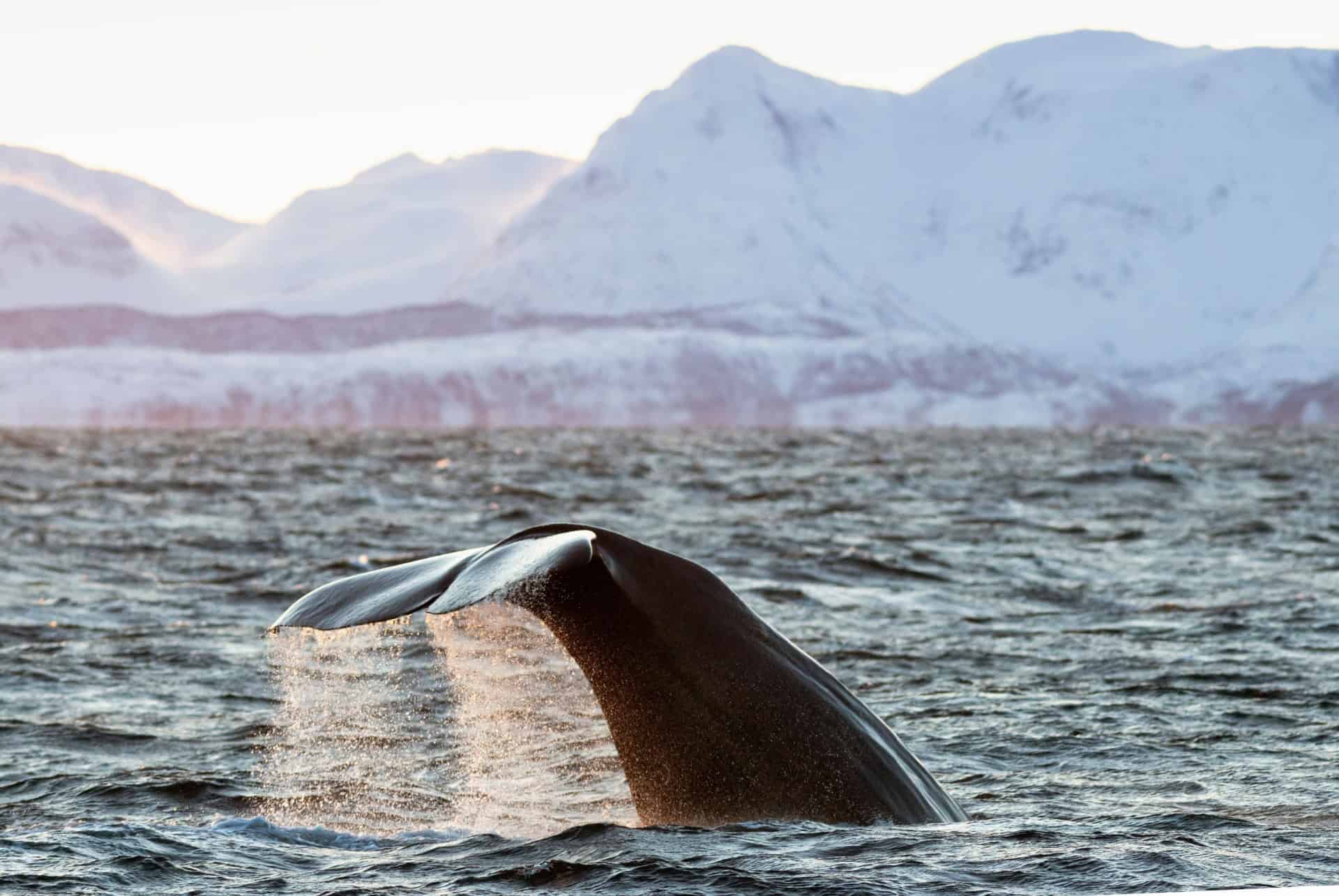 baleine skjervoy observation baleines skjervoy