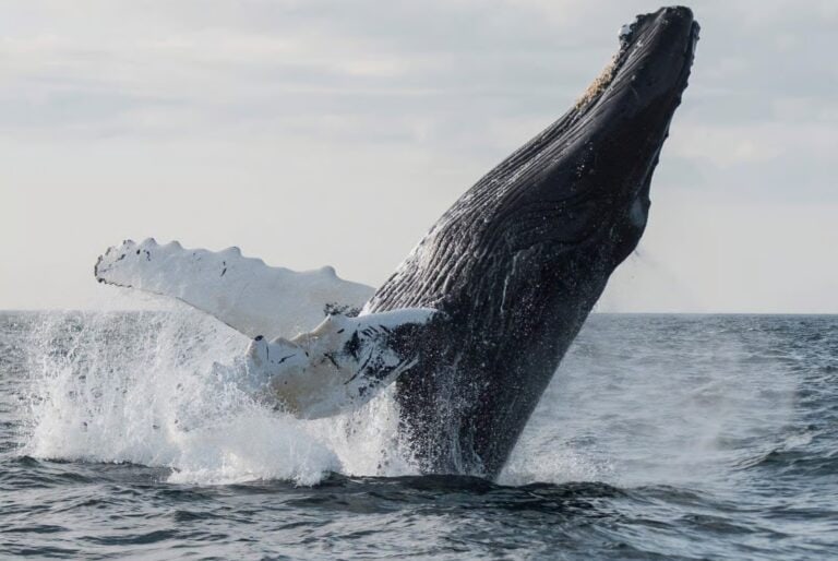 Croisière d'observation des baleines