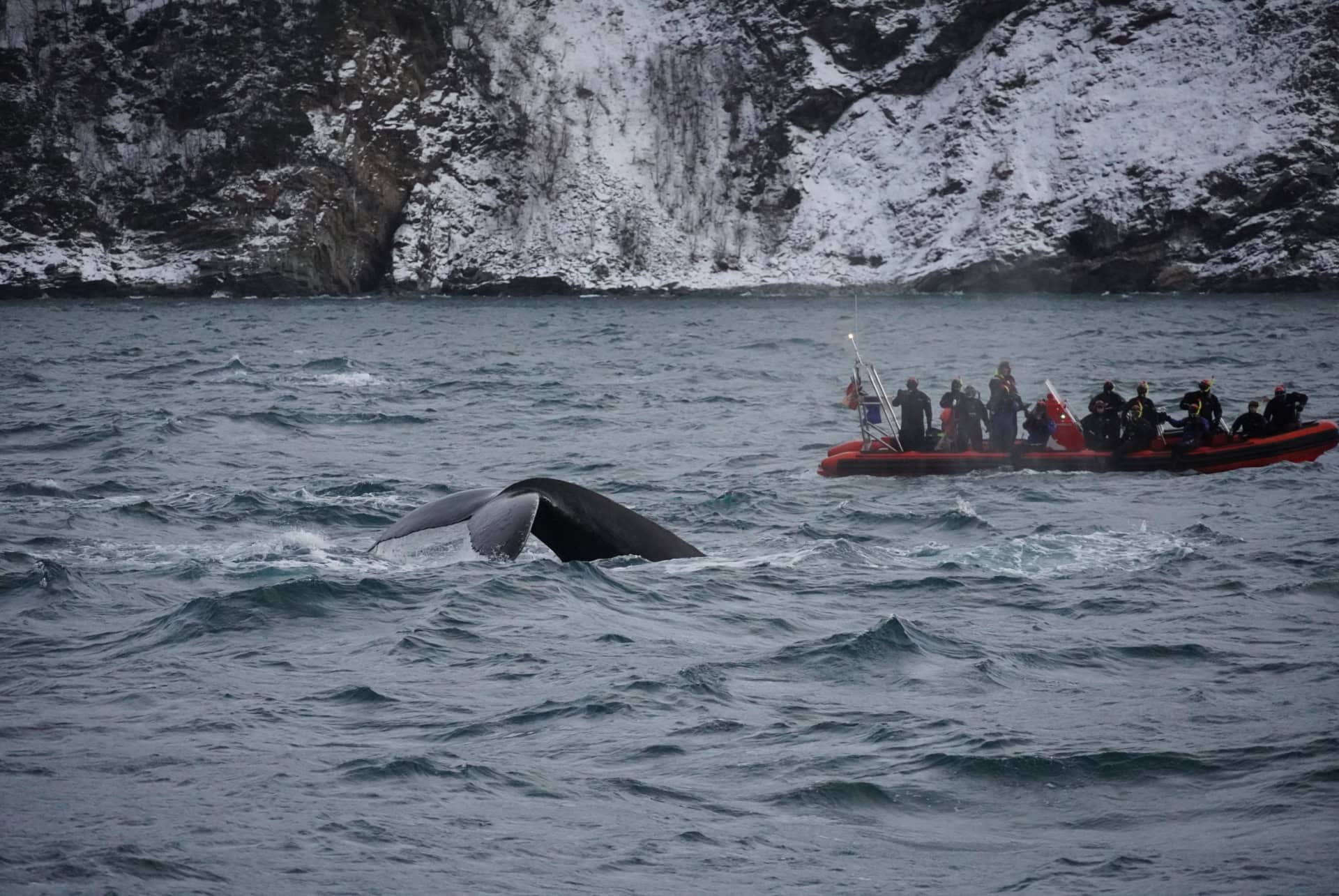 nuit polaire baleine tromso nuit polaire observation baleines tromso