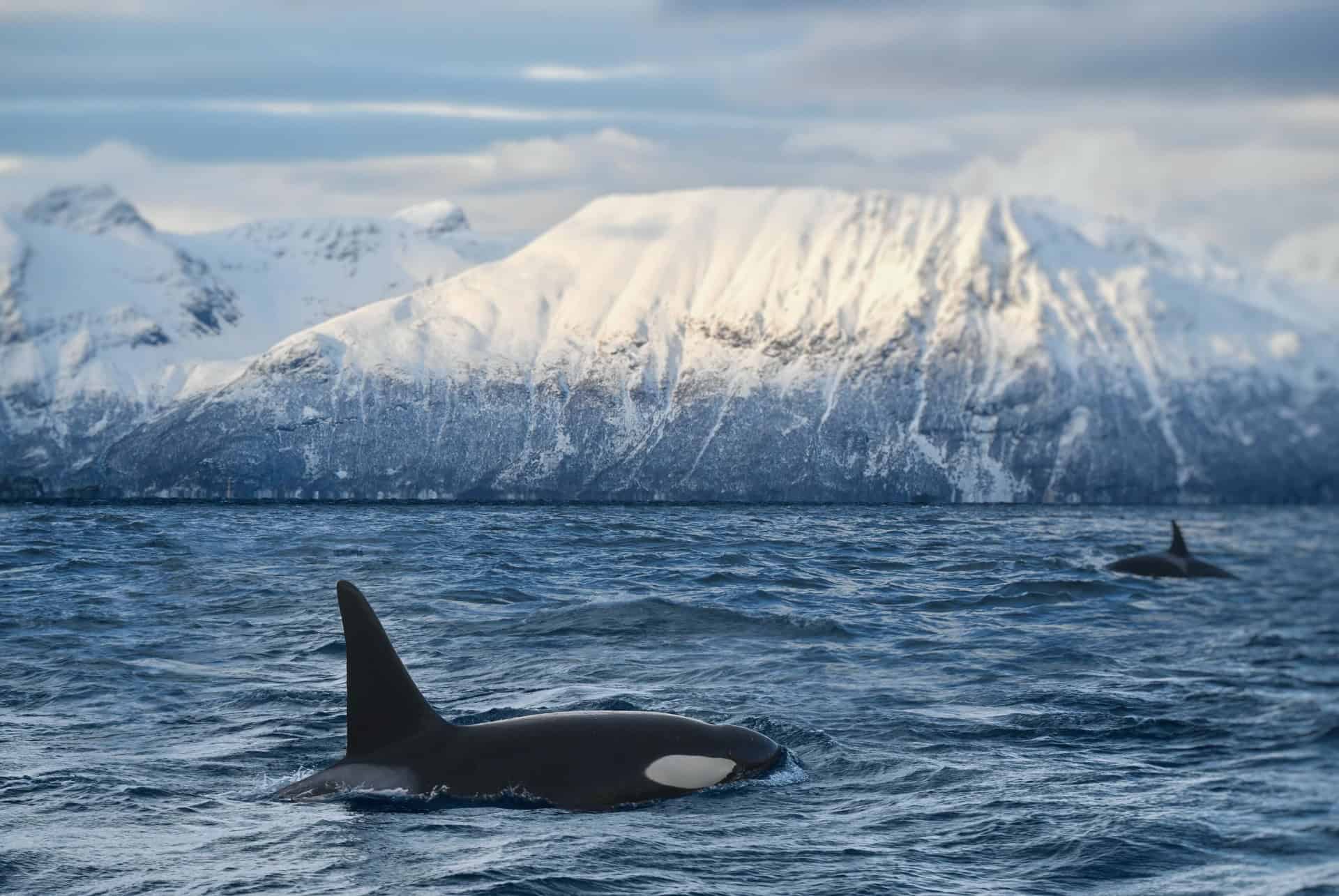 orque norvège orque norvège