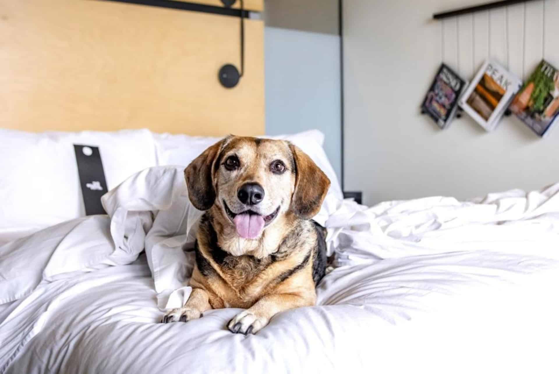 ou dormir a denver rino the source hotel ou dormir a denver rino the source hotel