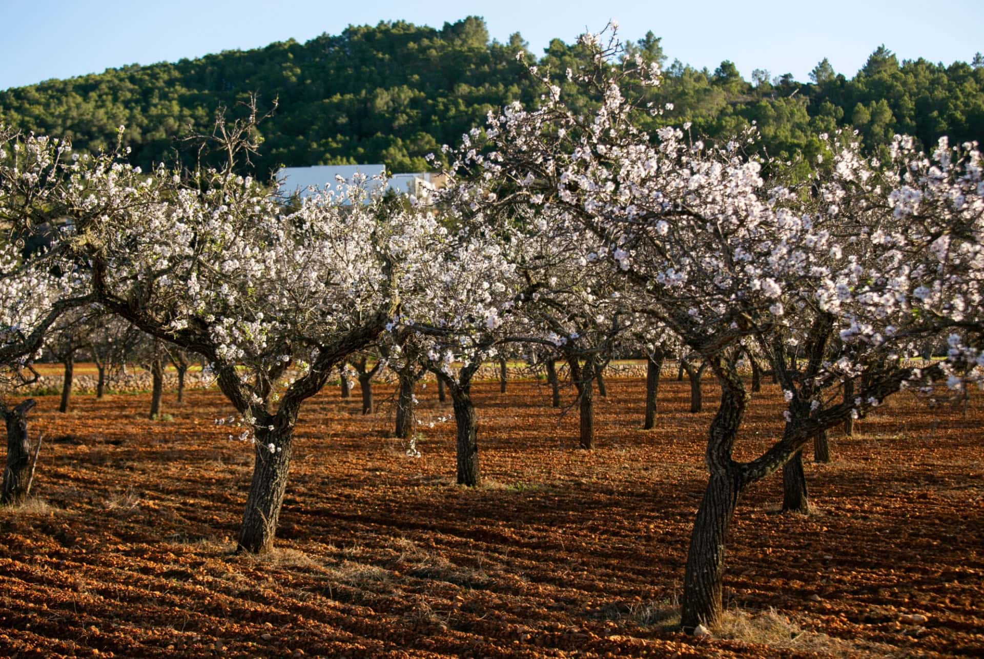 amandiers ibiza janvier