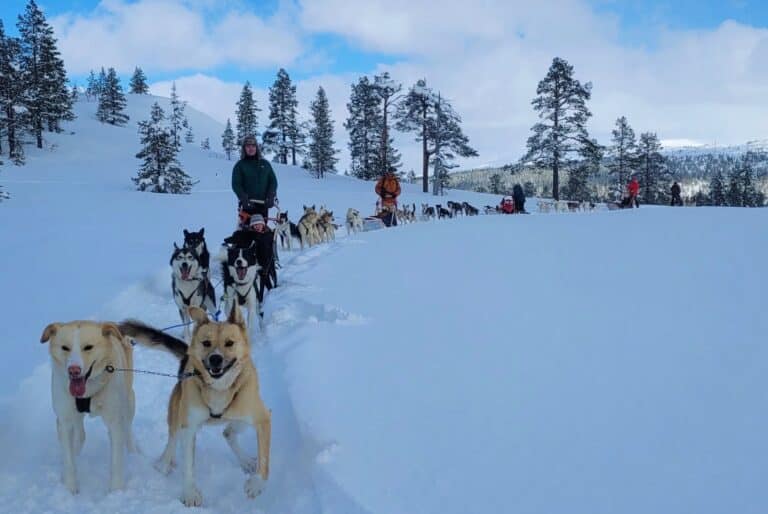 Excursion de traîneau à chiens à Kopperå