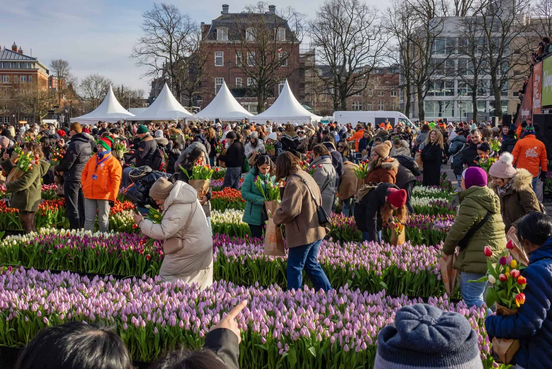 journee nationale de la tulipe